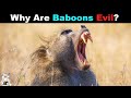 The Dark Truth About Baboons