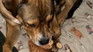 Ralph playing with his new toy squirrel 🐿️ 😊🙏🏻🕉️🙏🏻 by Babita Sharma 35 views 6 months ago 3 minutes, 45 seconds