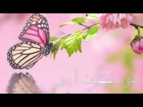 معشوقه به سامان شد