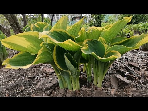 Как выглядит хоста Сага в мае - YouTube