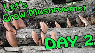 Lets Grow Some Mushrooms: Day 2 More Set Up