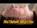 Песчаные Медузы из фильма Песок (биология, этапы развития, способности)