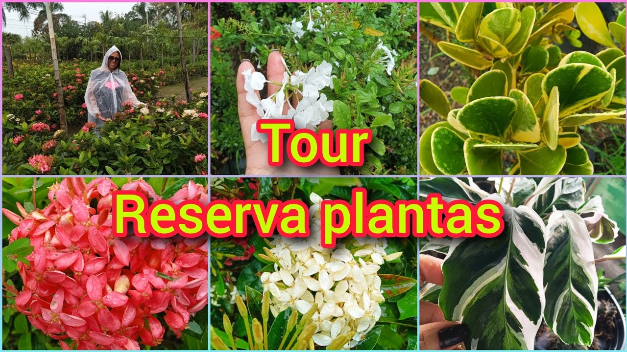 COM CHUVA O COLORIDO DAS PLANTAS FICAM MAIS INTENSO 😅