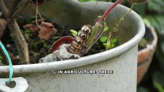 Ancient Egyptian Centipede Worship Explained: The God Sepa
