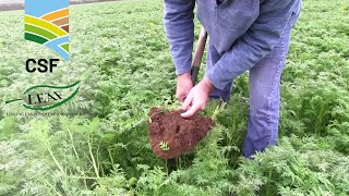 Famous Improving Soil Structure with Strip Tilling and Cover Crops Profile