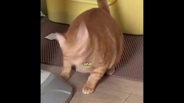 The Ol' 2 second possession #animalvoiceover #funny #cat