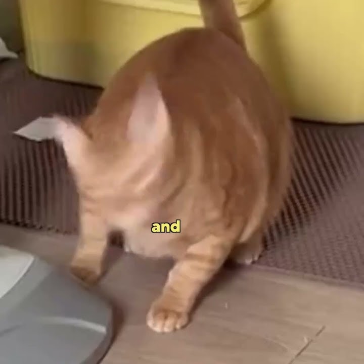 The Ol' 2 second possession #animalvoiceover #funny #cat
