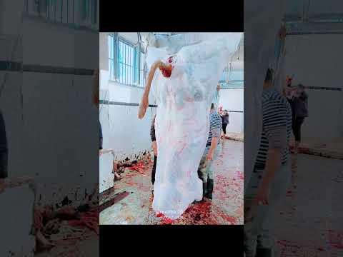 جزارة الوحش معلمين احنا في مجالنا احنا دايما بنجي بالجديد يا حلوه يا لحمتنا