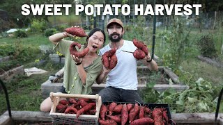 This was our BEST EVER sweet potato harvest!! 🍠😁 // GroundedHavenHomestead