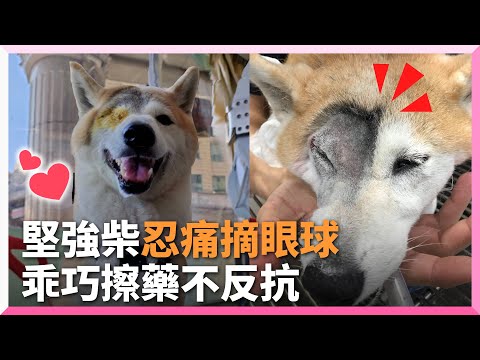 柴犬長黑色素瘤忍痛摘眼球 術後乖乖擦藥模樣惹心疼｜寵物動物｜柴柴｜狗