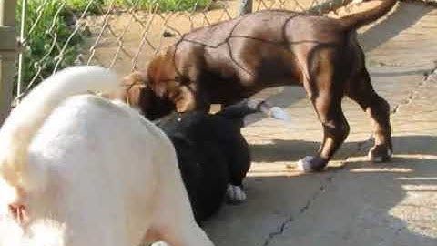 Video of adoptable pet named MATILDA