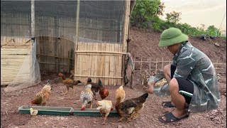 Making a Nest for Laying Chickens  Caring for Vegetables  Daily Life | A Khoa