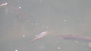 The Best Pike Footage Ever Recorded?