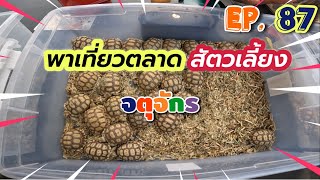 EP.87 เที่ยวตลาดสัตว์เลี้ยง 🌈  🐶😸🦜🐸 : Jatujak pest market