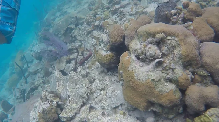 Snorkel at Hurricane Hole