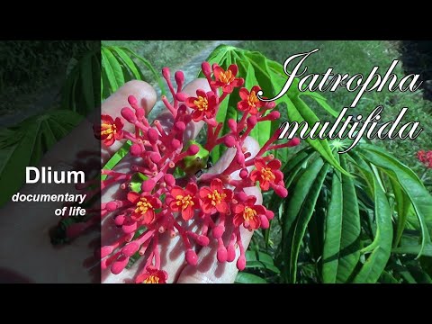 Video: Tulpină Specială Jatropha