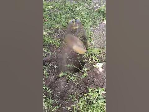 ДЗМ-1 - YouTube