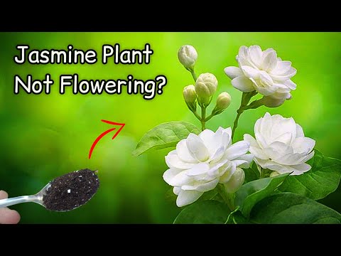 Video: Jasmine Not Blooming - Wat te doen voor een jasmijn zonder bloemen