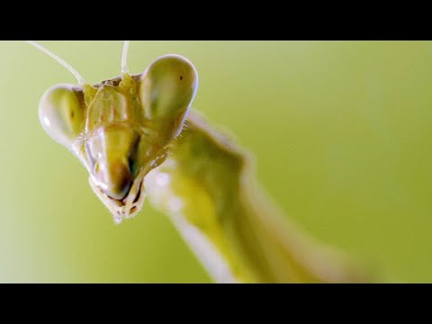 A Stealthy Praying Mantis Ambushes a Worker Bee Instructional Video