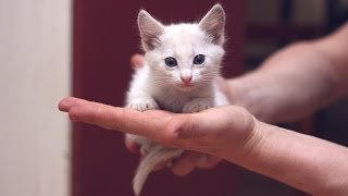 Крошечное белое счастье с голубыми глазками ищет дом! Крошечное белое счастье с голубыми глазками ищет дом!