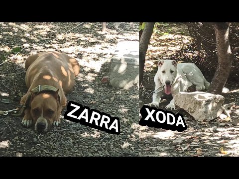 ზარრა - ხოდა / ვემზადებით ვოლიერში ცვლილებებისთვის