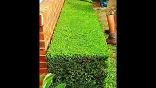 Ingenious Machinesmind Blowing Inventionssatisfying Machinesinnovative Machines Selva
