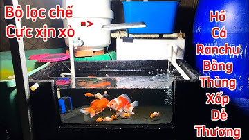 Hồ Cá Ranchu Bằng Thùng Xốp Dễ Thương - Cháu Huy Ở An Giang Chế Bộ Lọc Nước Siêu Trong.