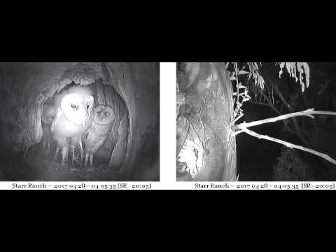 2000hr Alien Barn Owl Visits Outside Cavity Audubon Starr Ranch