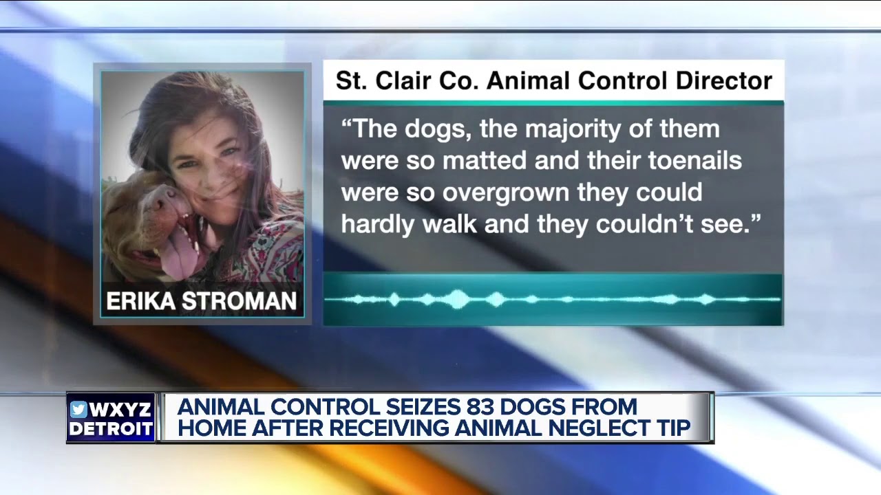 Animal Control seizes 83 dogs from home in St. Clair Township YouTube