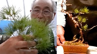 It's a seedling of a Japanese white pine. It's bent at first, but