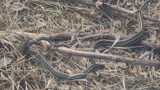 Garter Snakes Mating