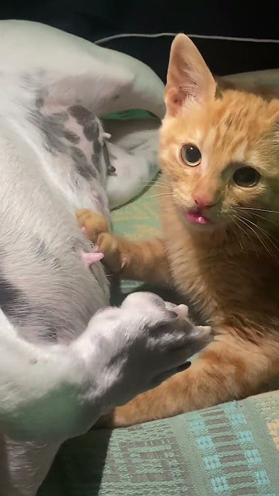 Cat suckles dog in San Juan before stopping when filmed