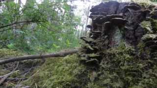 Rising Sun Nature Doentary Therossiboy