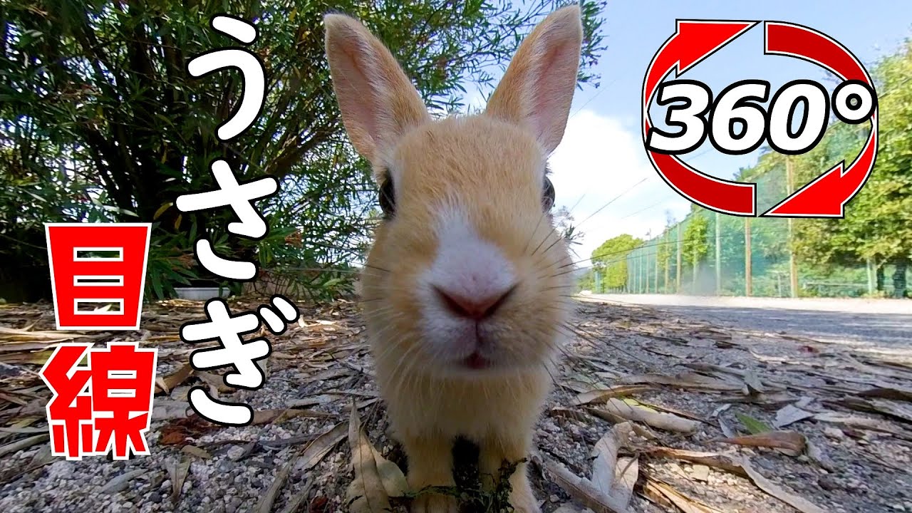 【360 Video】View point of bunny on rabbit island. - YouTube