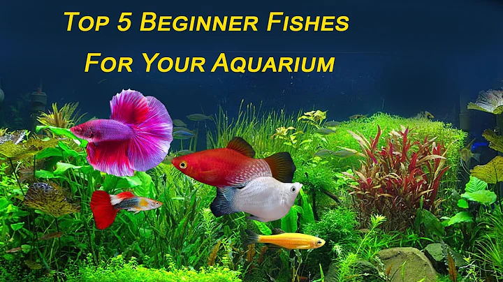 Top 5 Aquarium Fish For Beginners! Your First Aquarium! Aquarium Tips
