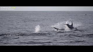 Scenic Monterey Bay, Rissos Dolphins and Humpback Whales!