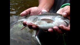 南橫高身鯝魚（2018更新版） 