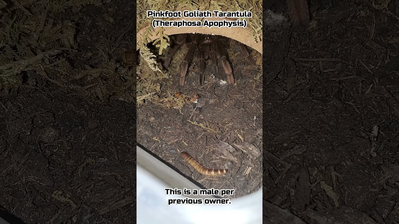 Fast Pinkfoot Goliath Tarantula (Theraphosa Apophysis) 