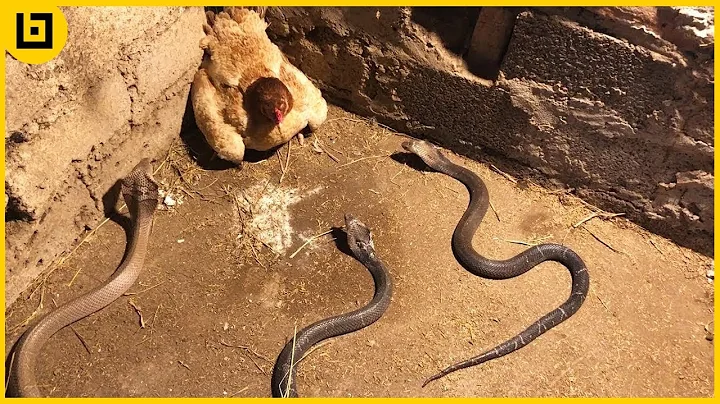 15 Moments When Snakes Messed With The Wrong Opponents - DayDayNews