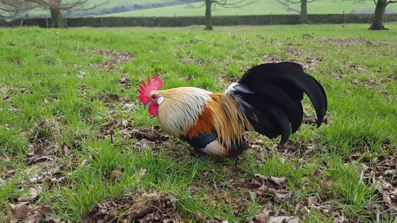 Yellow Dutch Bantam Cockerel YouTube