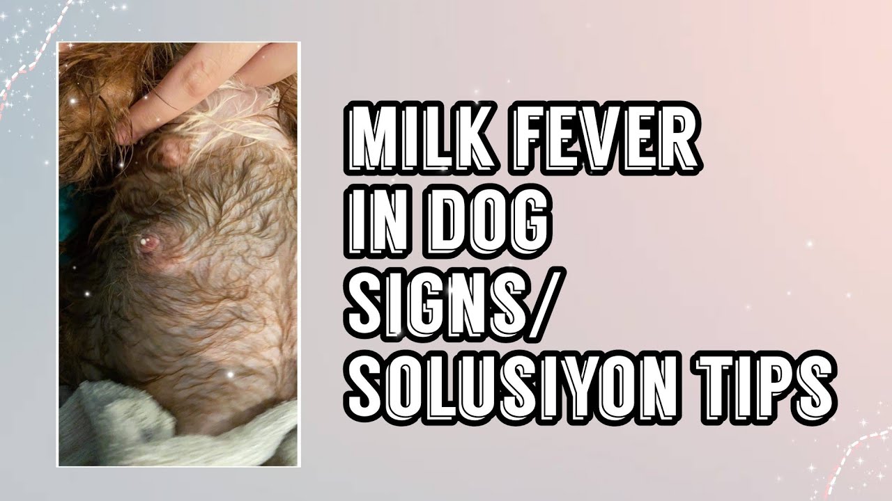 Bagong Nanganak na aso sobrang hingal ,may lagnat (Milk fever in dog