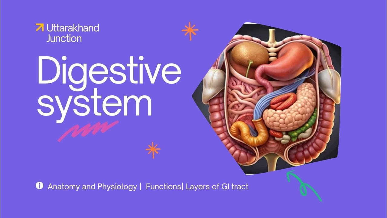 DIGESTIVE SYSTEM- Anatomy & Physiology || Functions || Walls|| Layers ...
