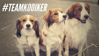 DOG SHOW : Bordeaux 2018 // Kooikerhondje by AndyWho11th 311 views 6 years ago 1 minute, 53 seconds