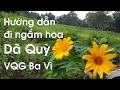 Hướng dẫn đi ngắm hoa dã quỳ Ba Vì | Kinh nghiệm lên VQG Ba Vì ngắm đường hoa dã quỳ nở
