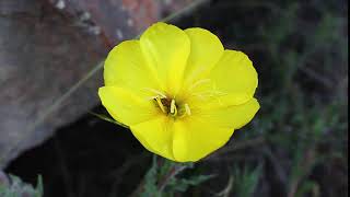 Abeja Flor de San Juan