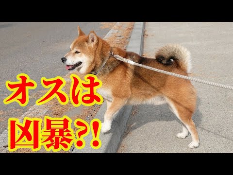 Shiba Inu S Character Are Males Ferocious A Dog That Is Kind To Females Subtitled Youtube