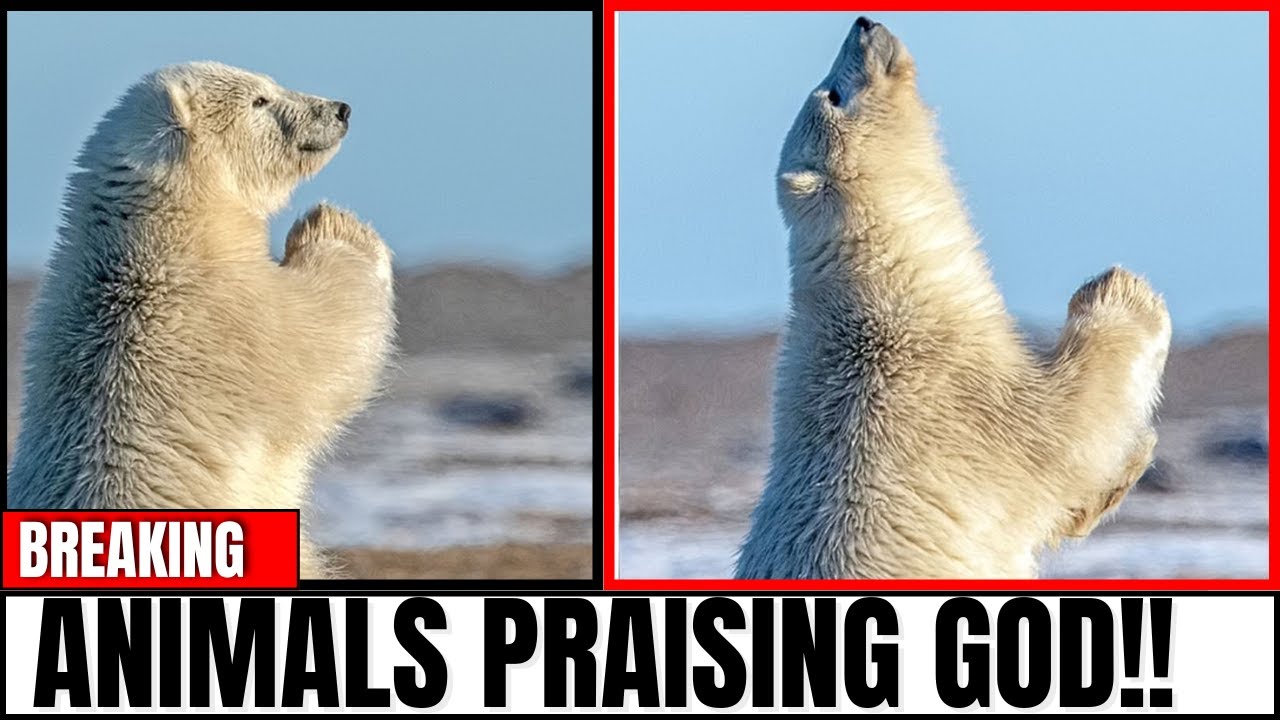 Praise Animals SHOCKING!! Polar Bear Prays at Cross – Does the Bible Says Animals Can ...