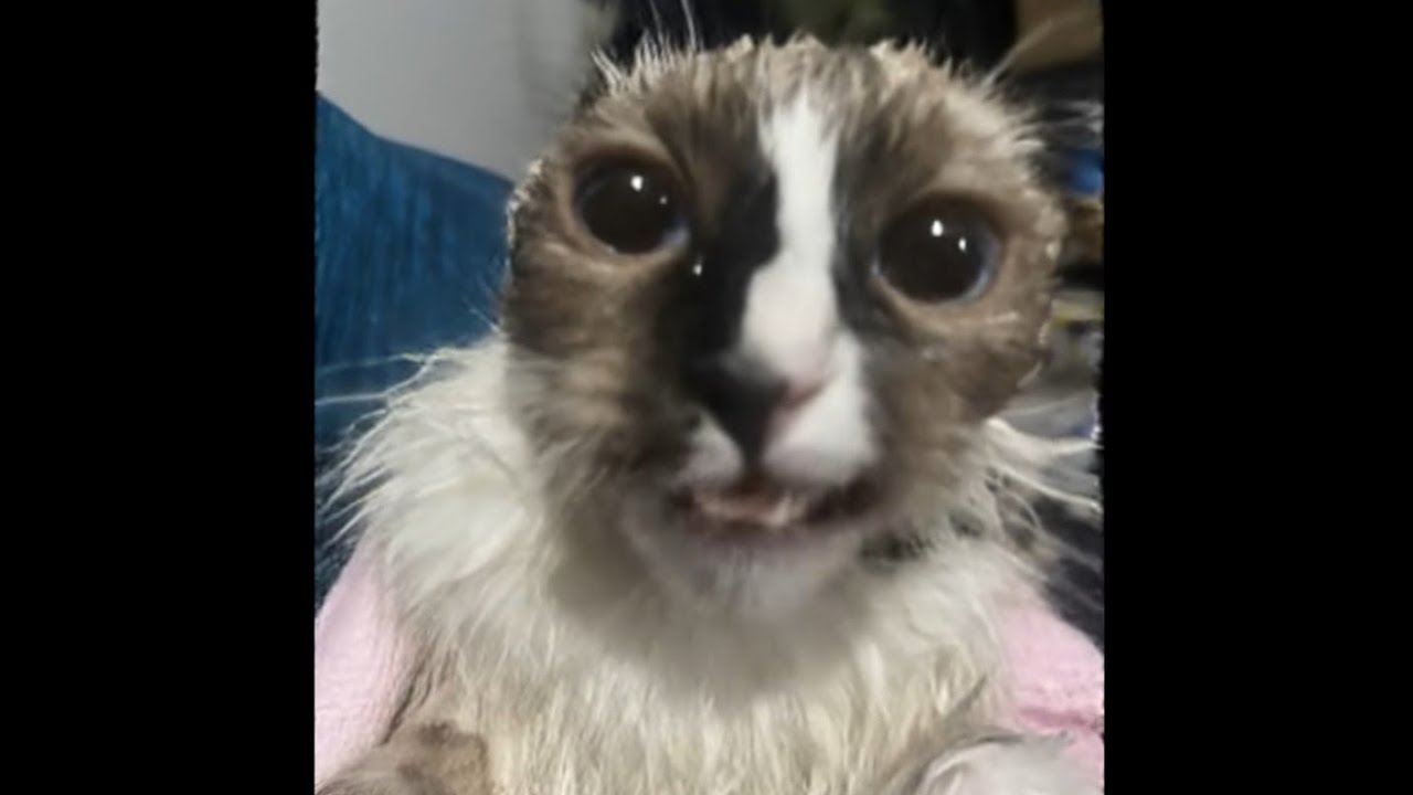 WAKE UP Youre Getting Comfortable Cat Meme ~ (AI Generated Video)