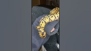 Can you guess the morph of the ball python?!🐍🐍 #shorts #animals #reptiles #snakes #pets