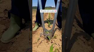 मात्र 300rs का शानदार जुगाड़ 🔥 #plant #transfer #jugaad #farming #ideas #technique #unique